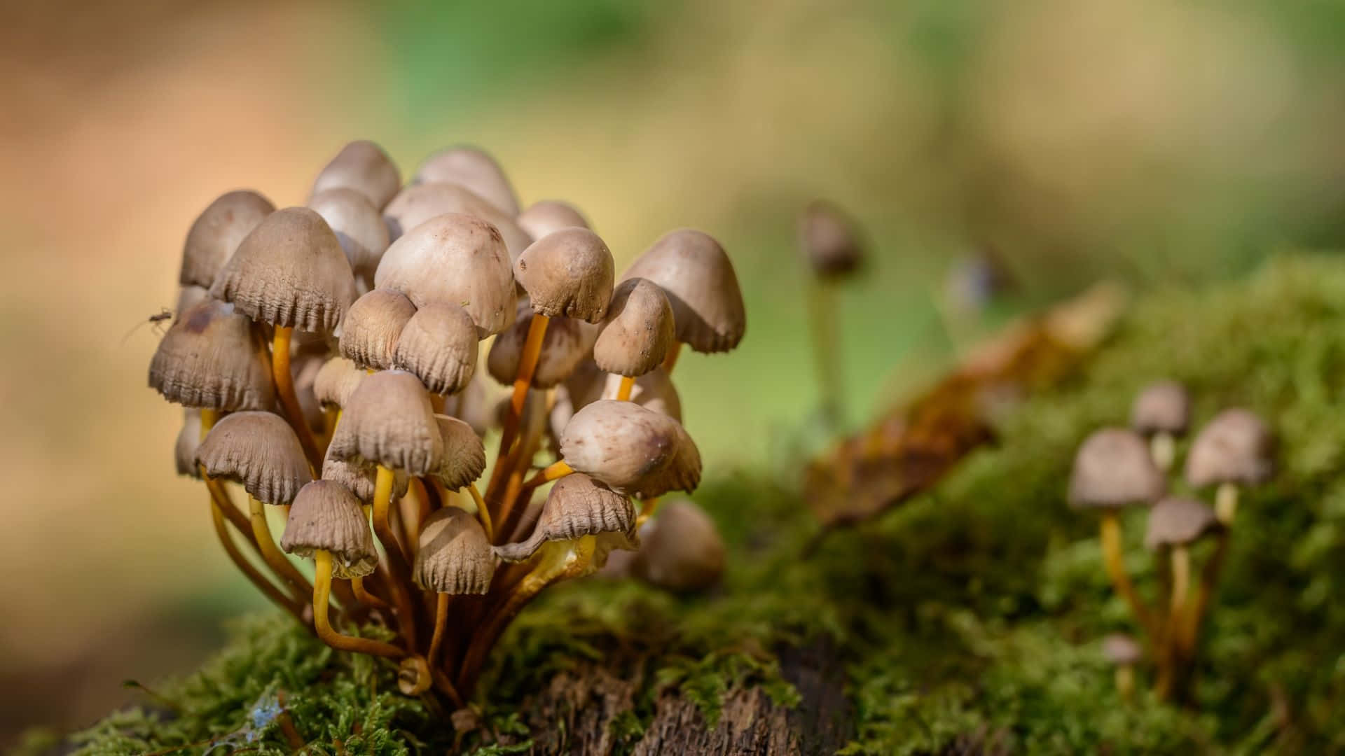 Cluster Of Wild Panaeolus Cyanescens Fungus Background