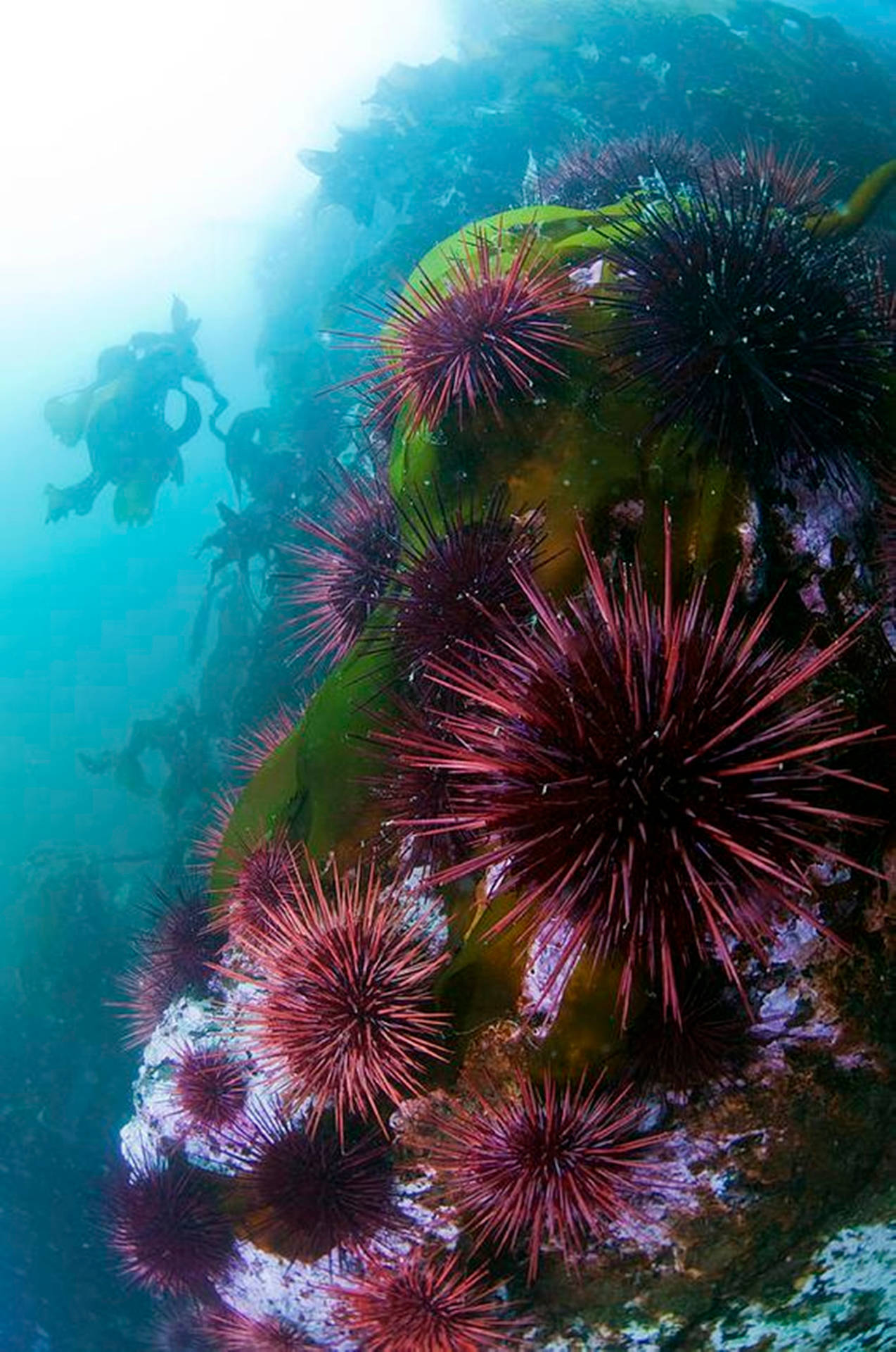 Clustered Sea Urchins Underwater Photography Background