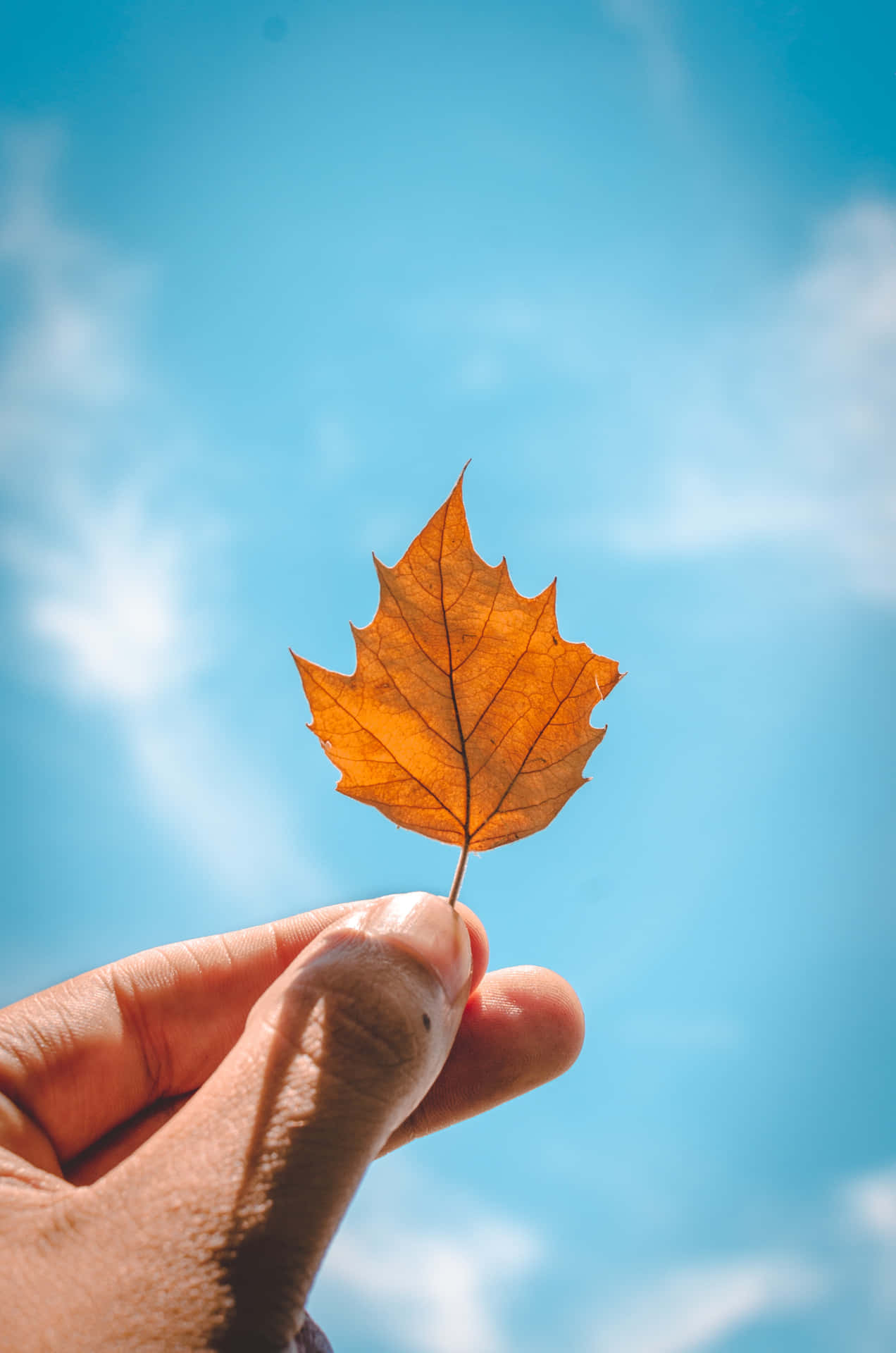 Clusters Of Burnt Orange Leaves Of Autumn