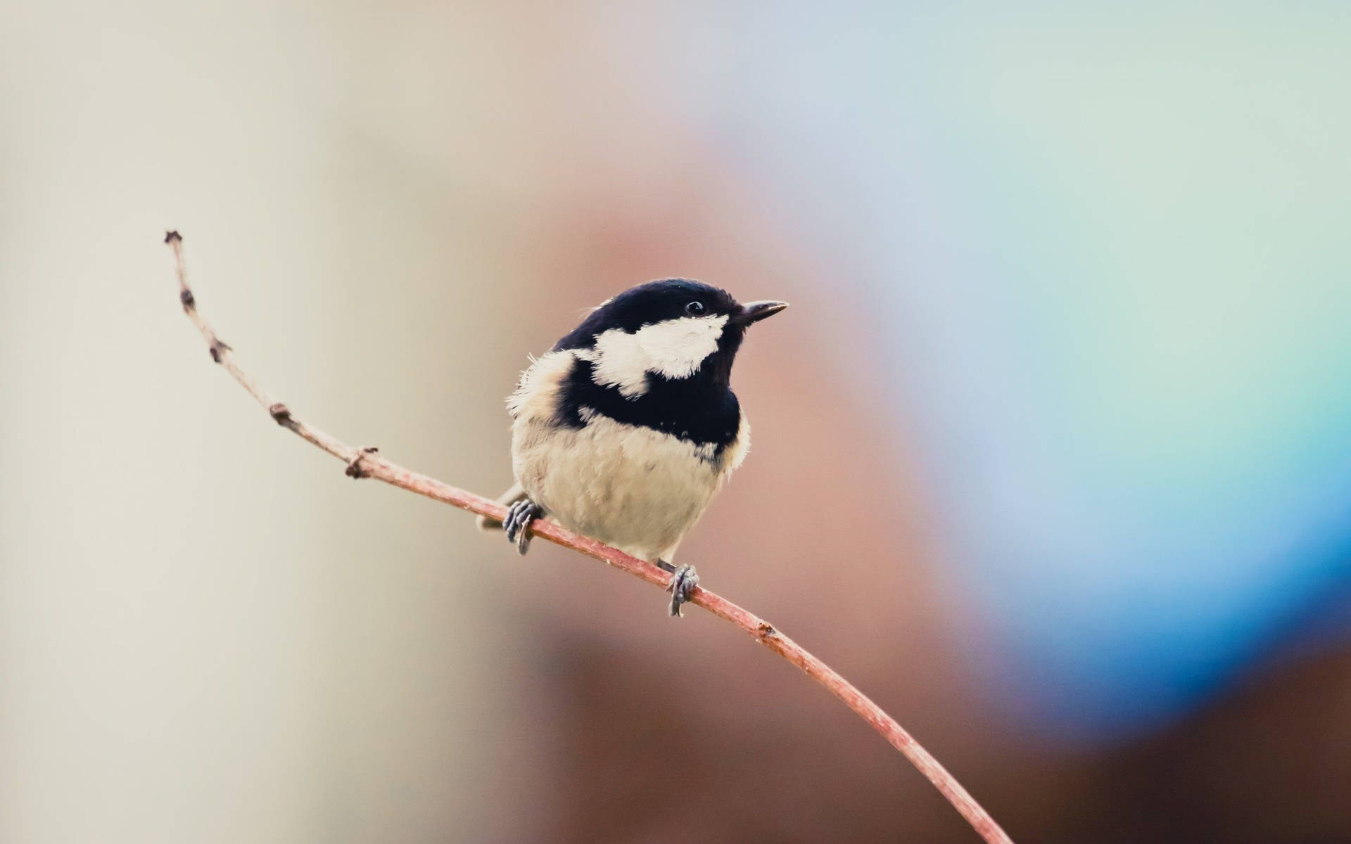 Coal Tit Bird Flitting In A Snow-covered Tree Background