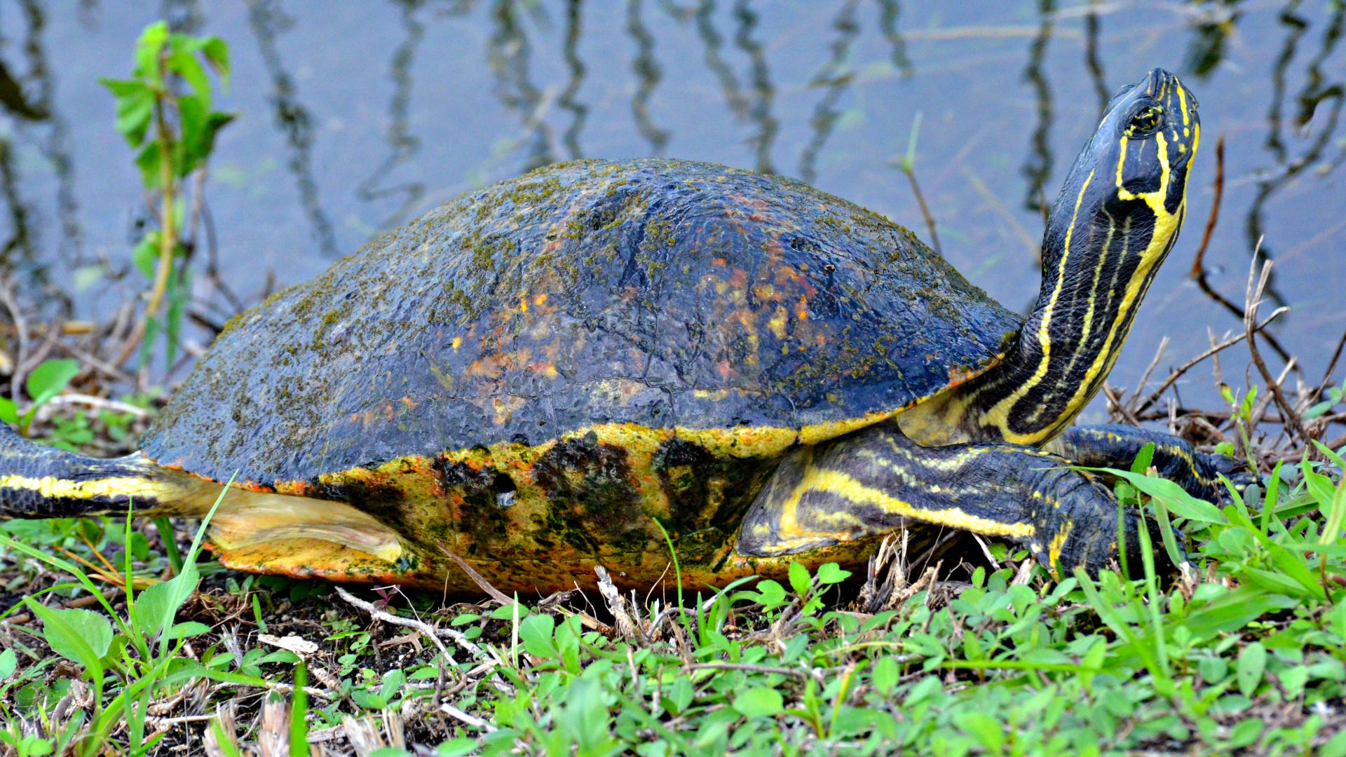 Coastal Plain Cooter Everglades National Park