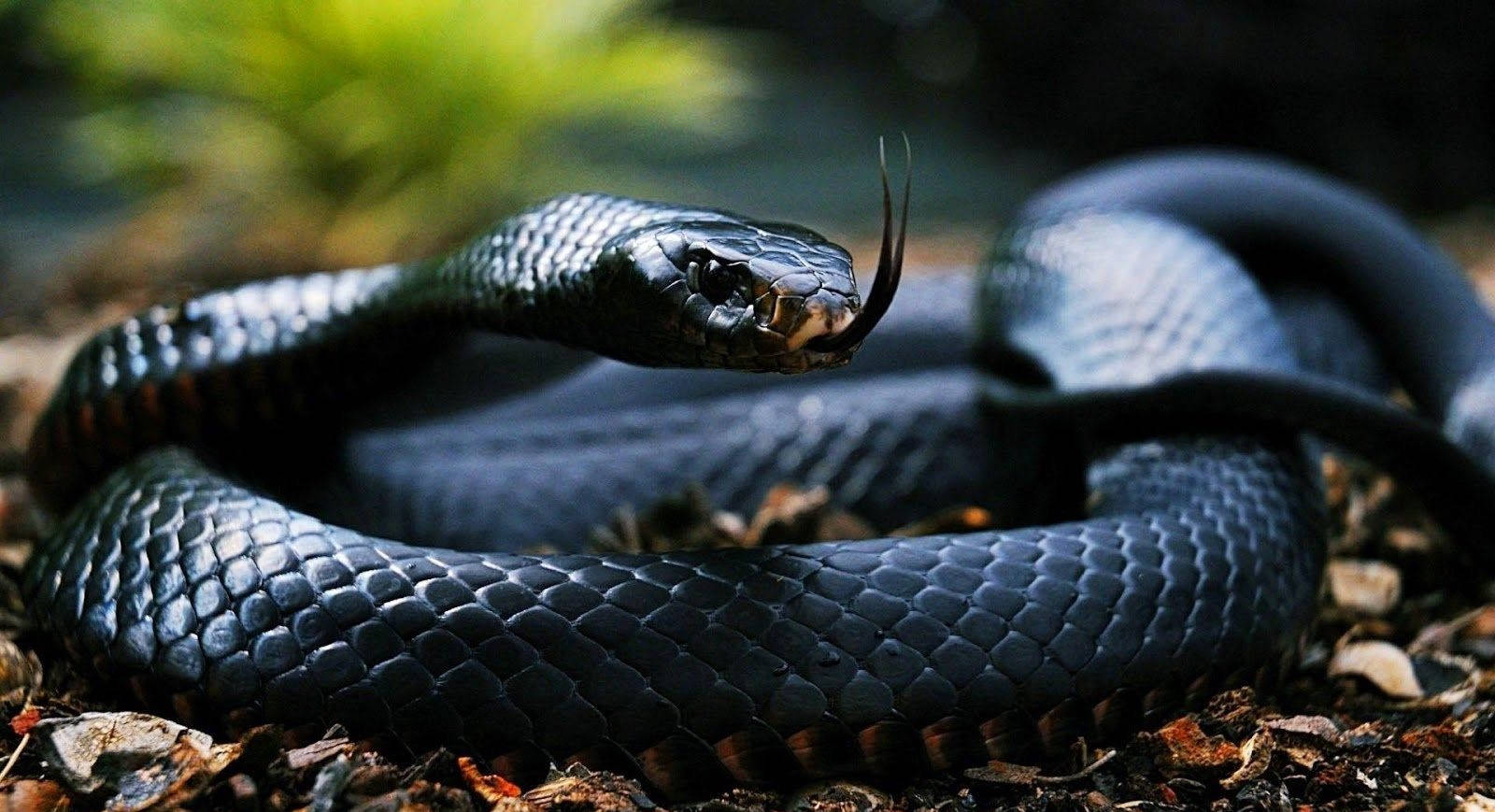 Cobra Black Aesthetic Coiling Background