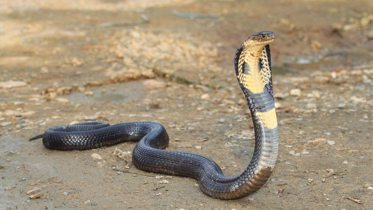 Cobra Black And Gold On Dirt With Neck Up Background