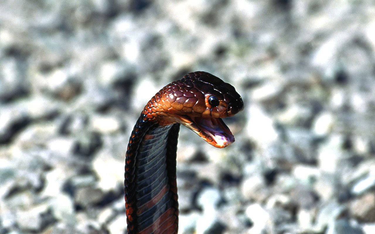 Cobra Black And Red On Stone Background Background