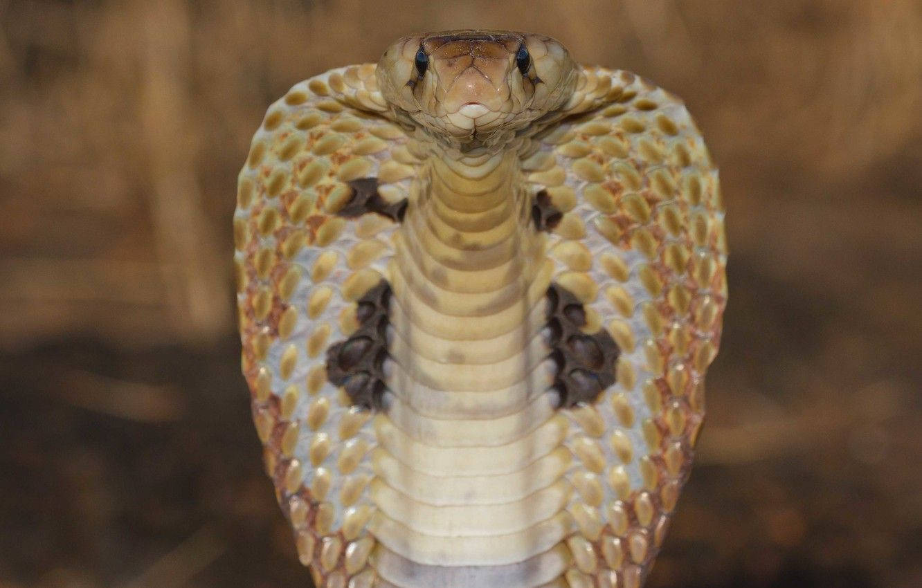 Cobra Black And White Front View Background