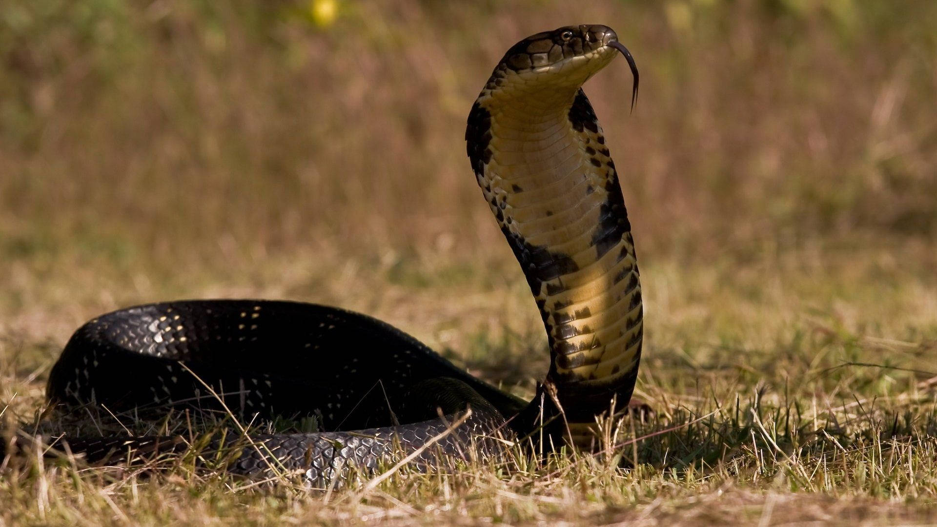 Cobra Black And Yellow Hissing Background