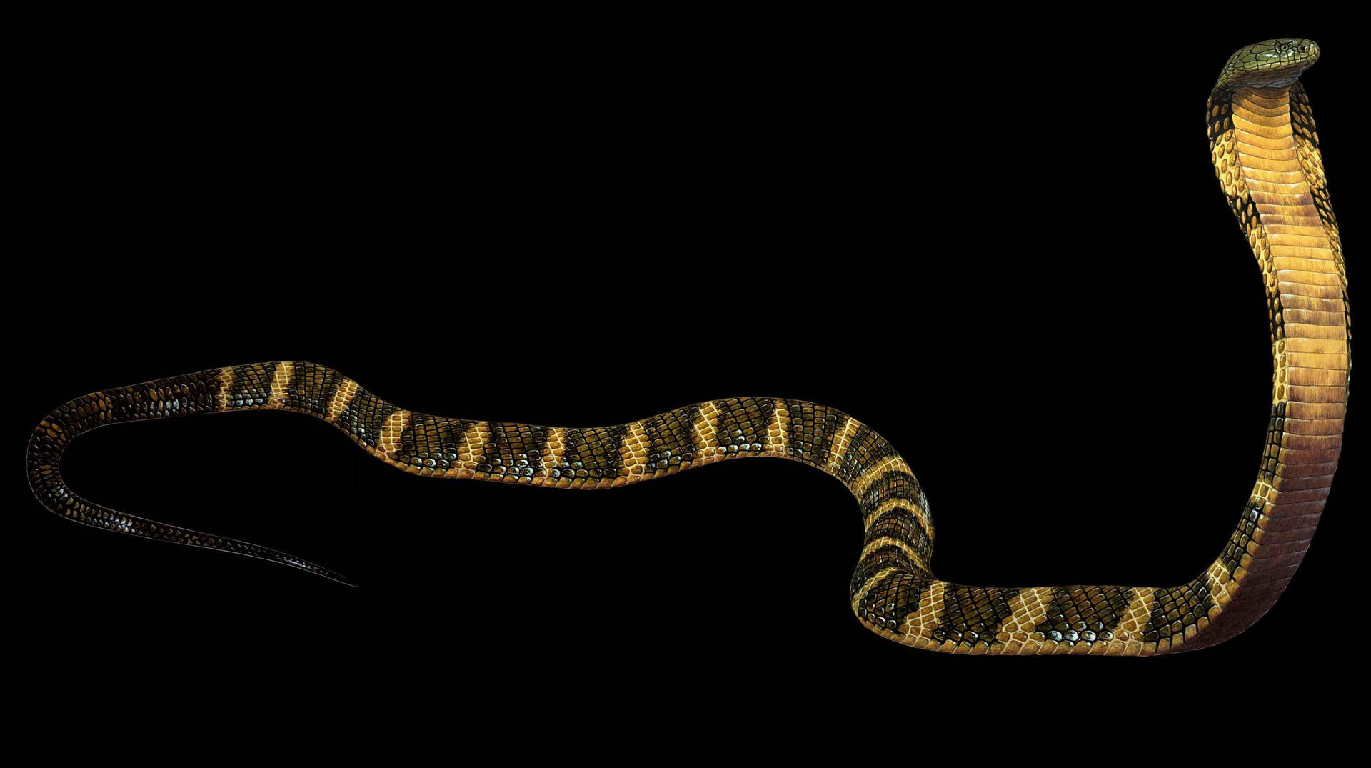 Cobra Black And Yellow On Black Aesthetic Background