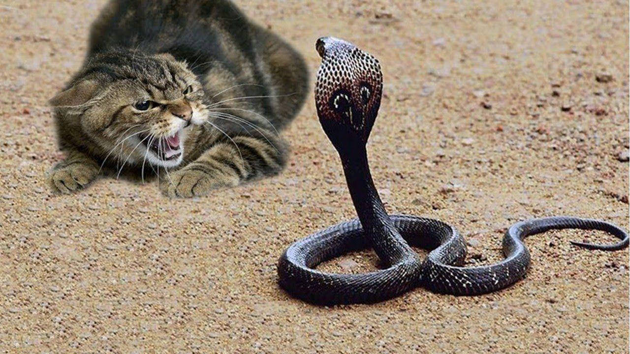 Cobra Black Fighting Cat Background