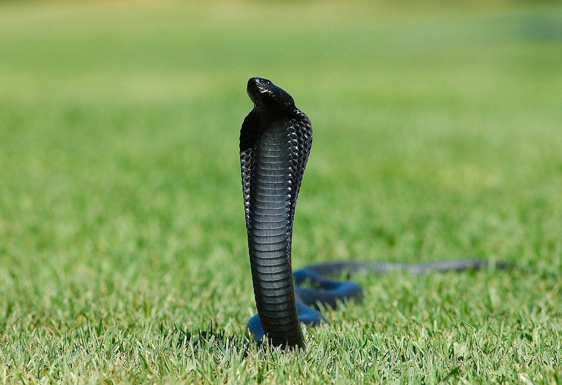 Cobra Black On Grass Background