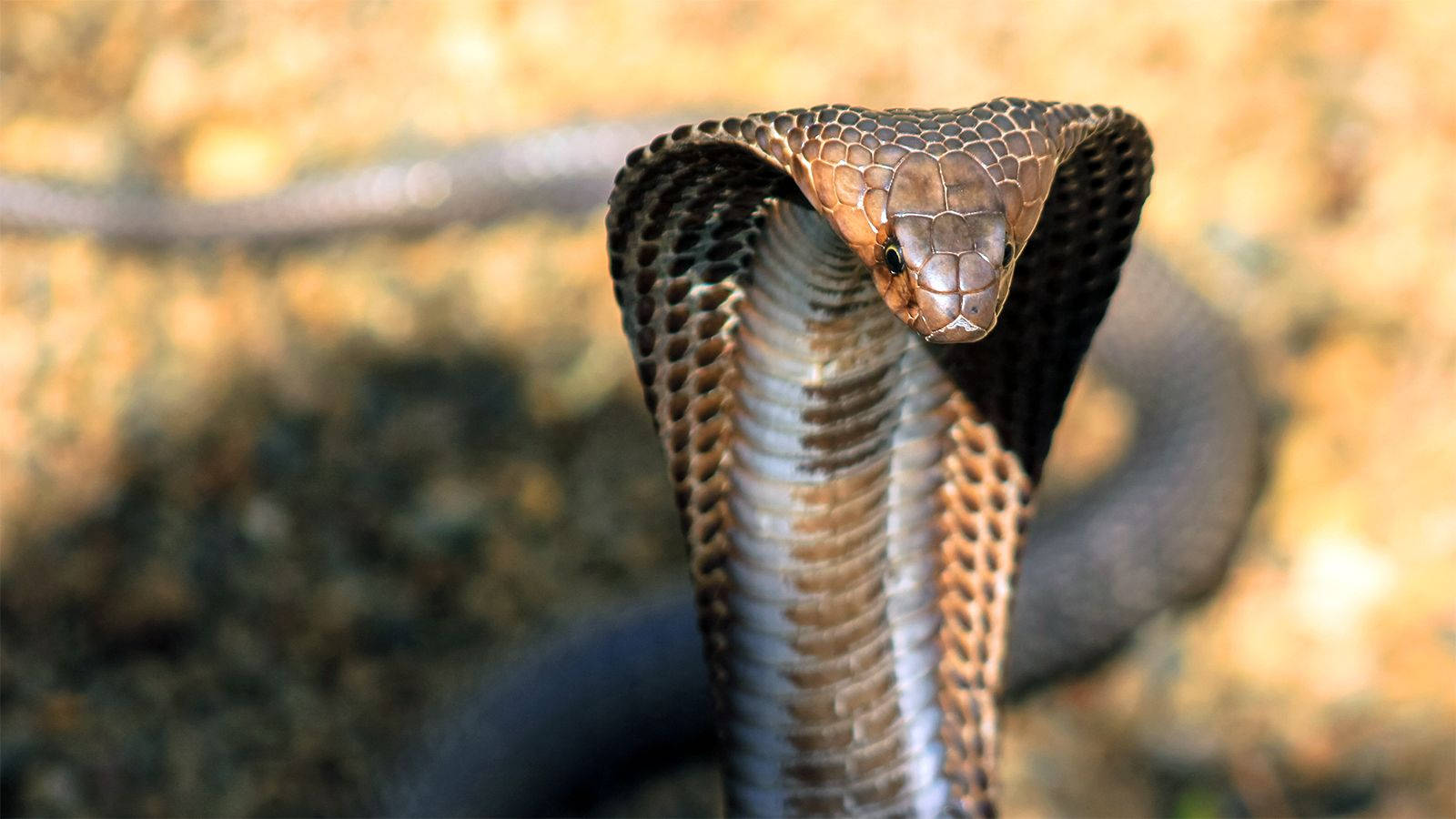 Cobra Brown Scales Front View Background