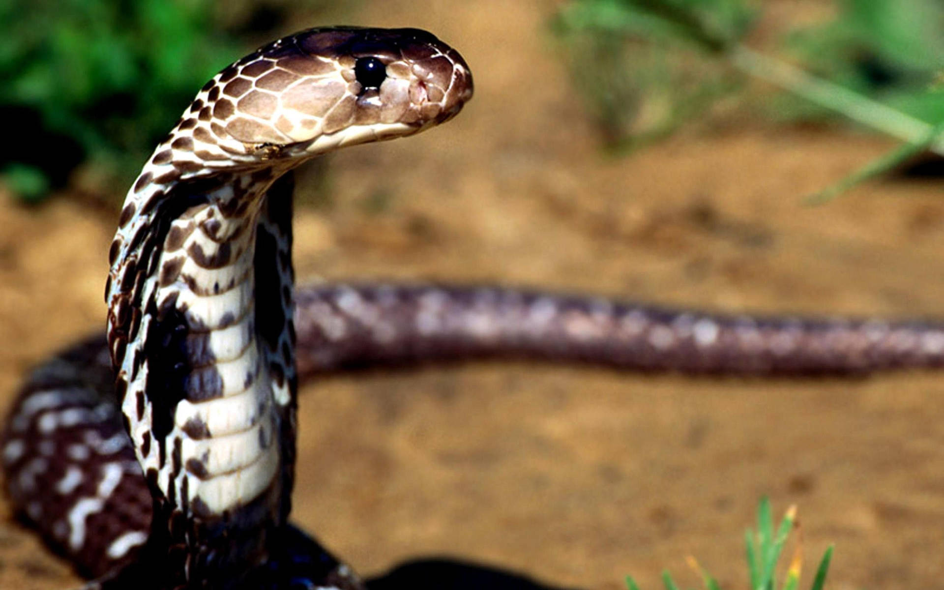 Cobra Brown Scales On Dirt Background