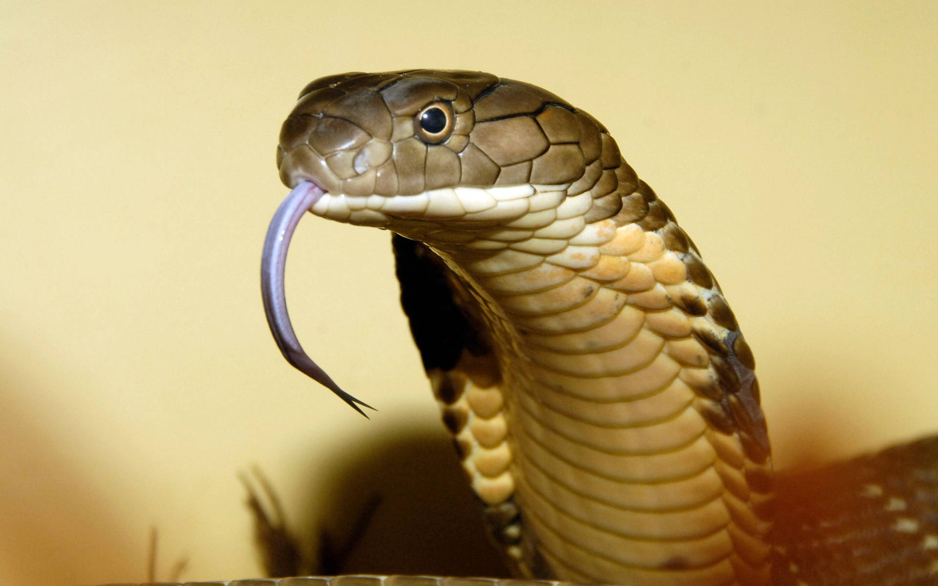 Cobra Close-up Hissing Tongue Background