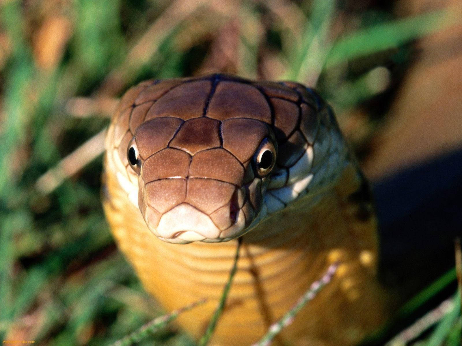 Cobra Close-up With Grass Background Background