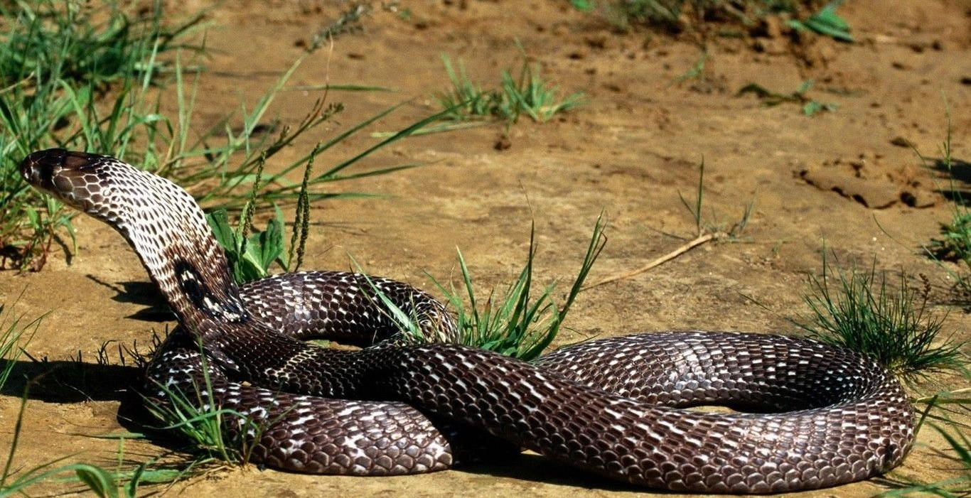 Cobra Coiling Next To Grass Background