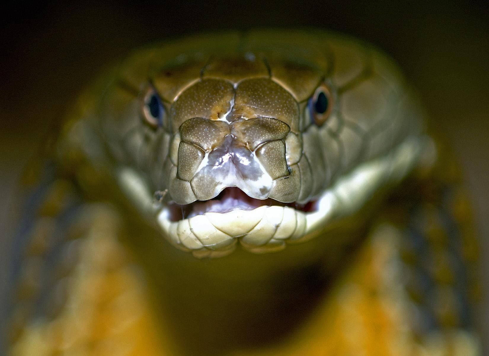 Cobra Front View Close-up Background