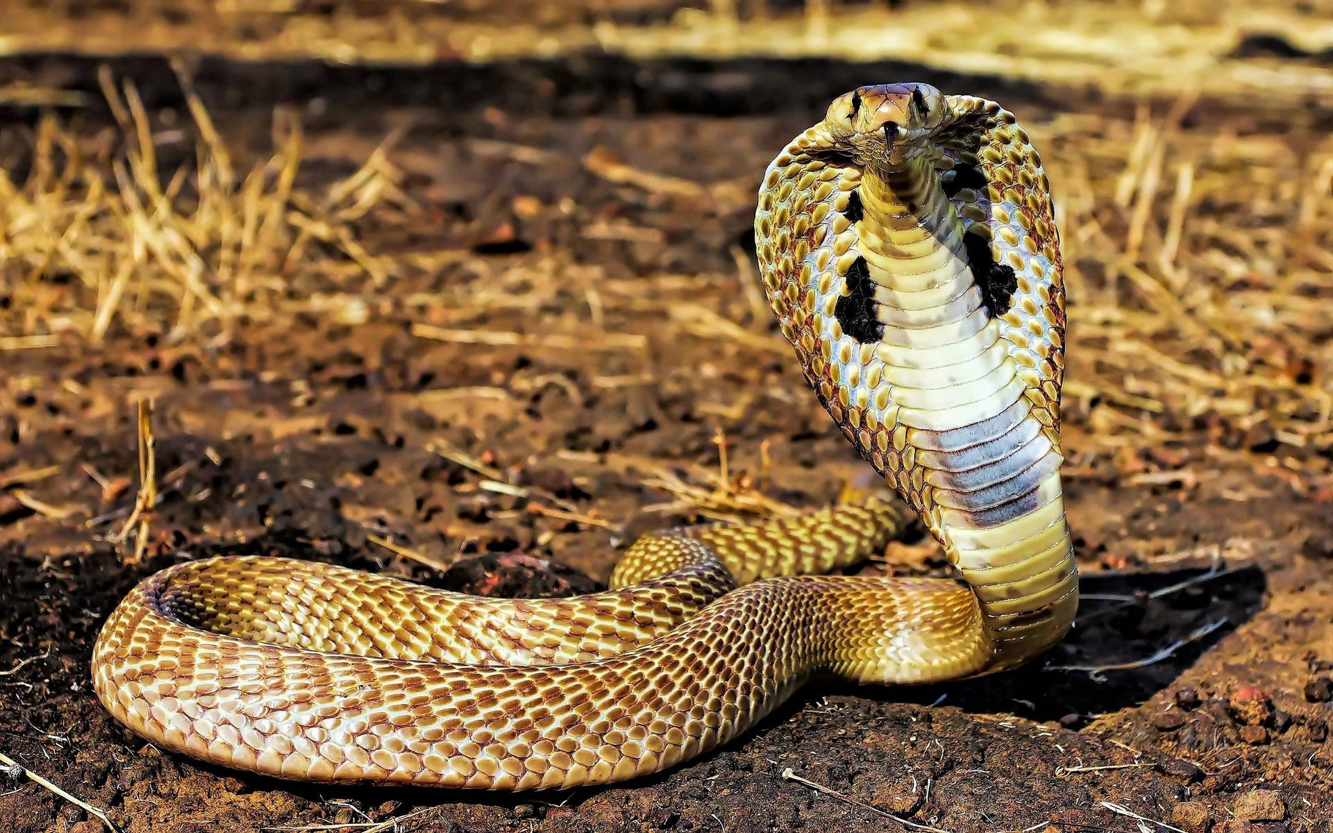 Cobra Gold And Black On Ground Background