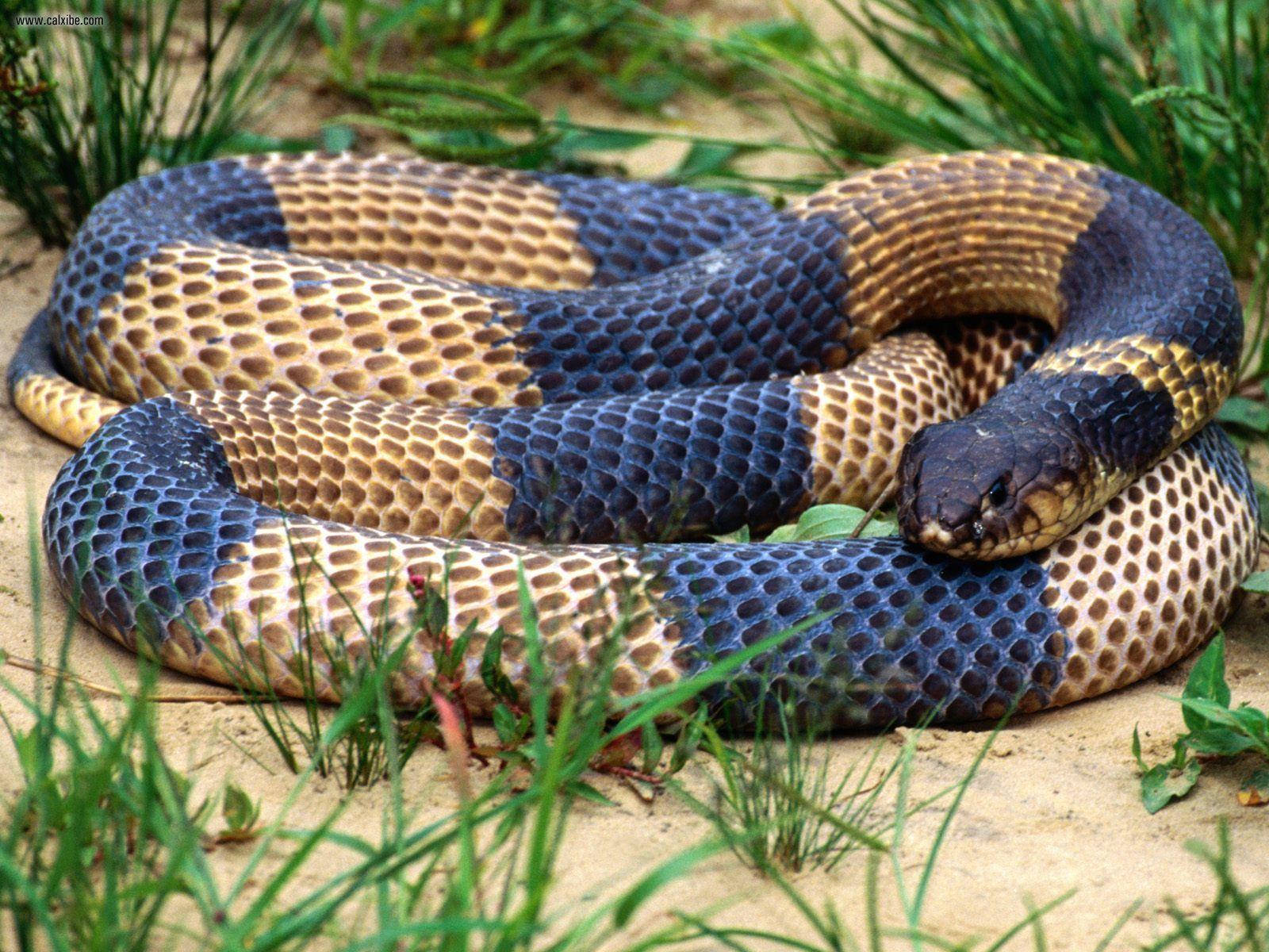 Cobra Gold And Black With Coiled Body Background