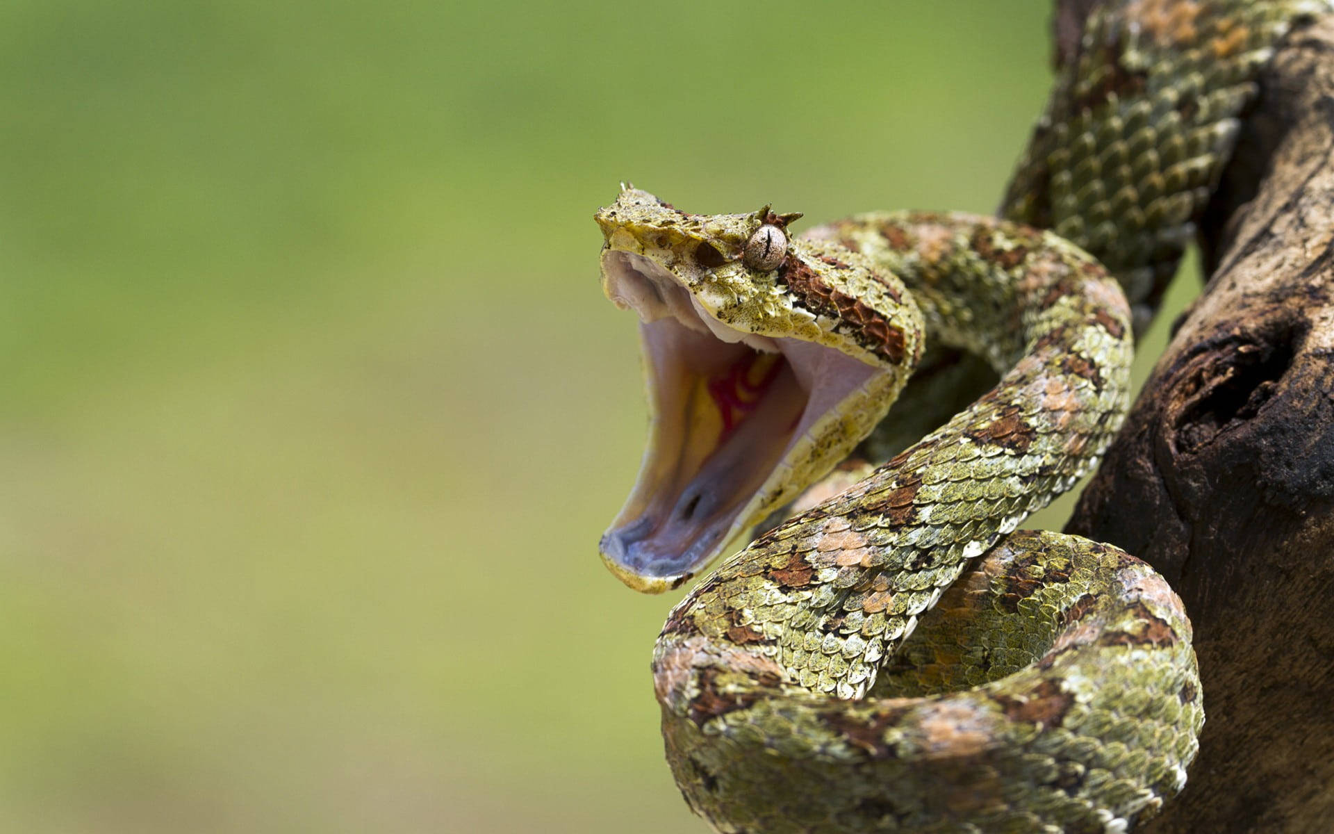 Cobra Green Opening Mouth On Tree Background