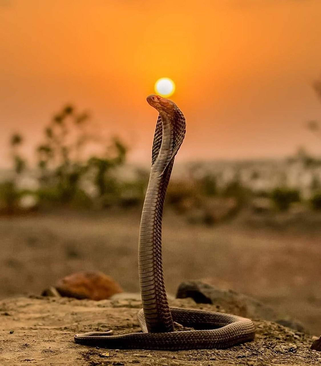 Cobra In Savannah Sunset Background