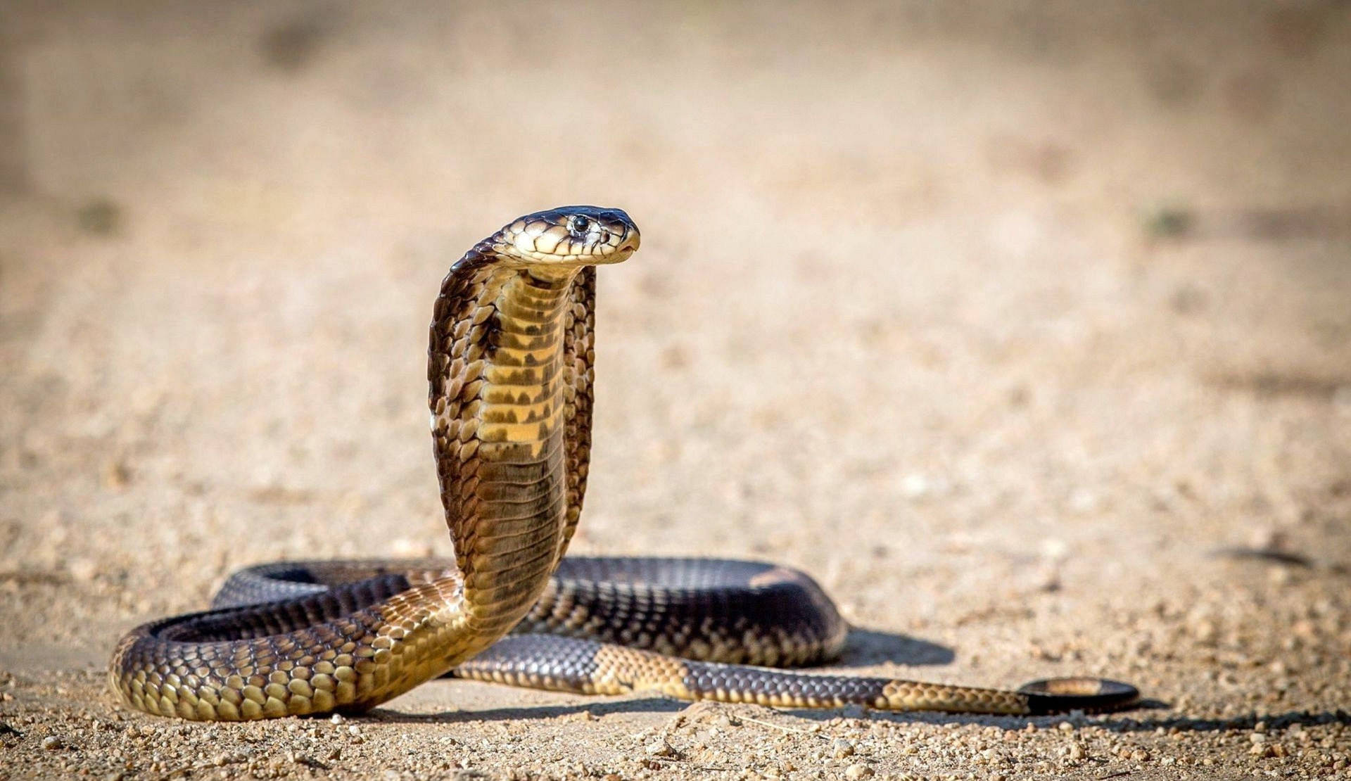 Cobra On Dirt And Sand Background