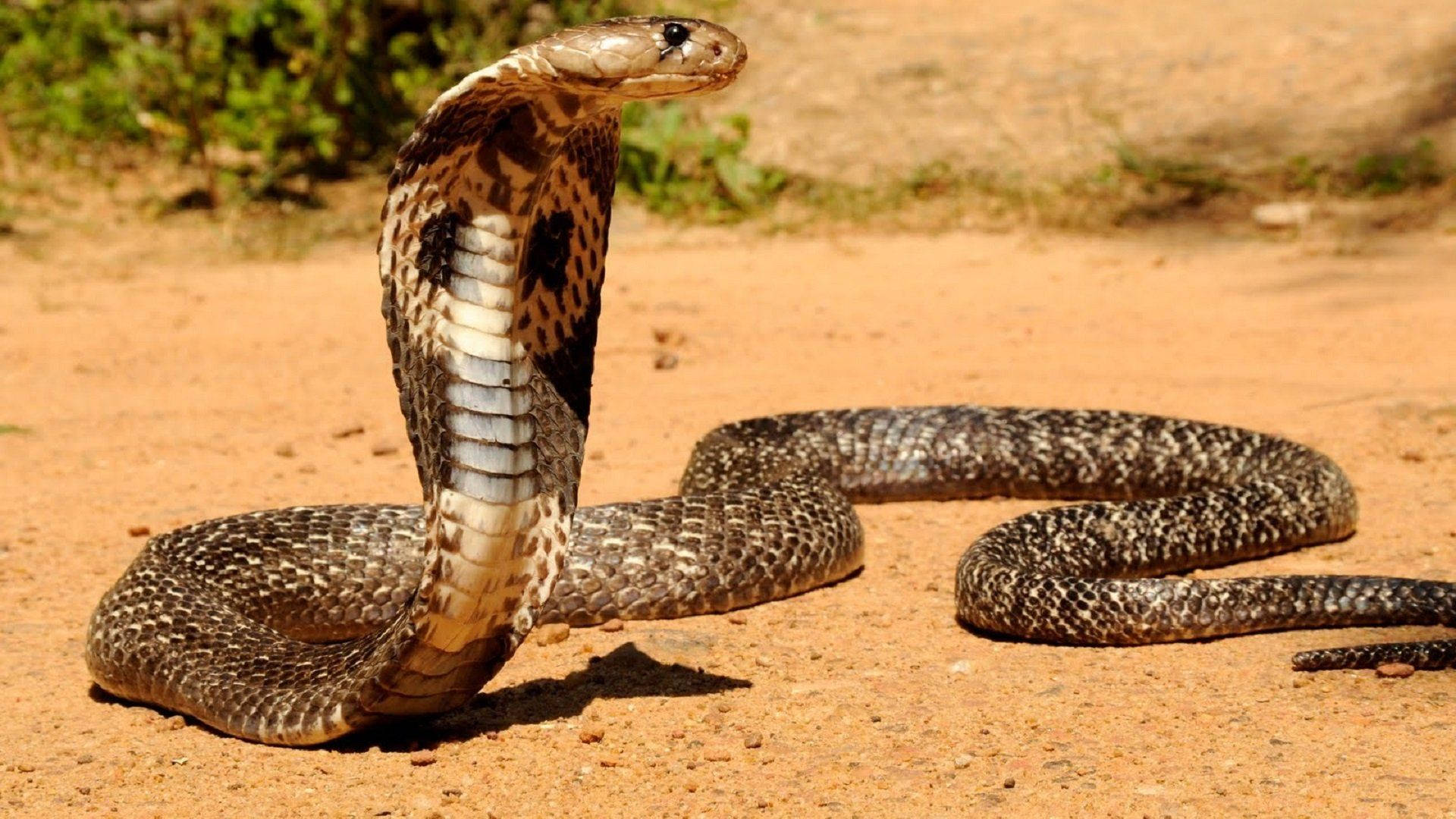 Cobra Rough Scales On Ground Background