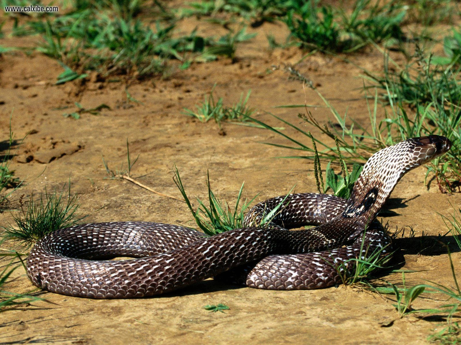 Cobra Silver And Black On Grass Patches Background