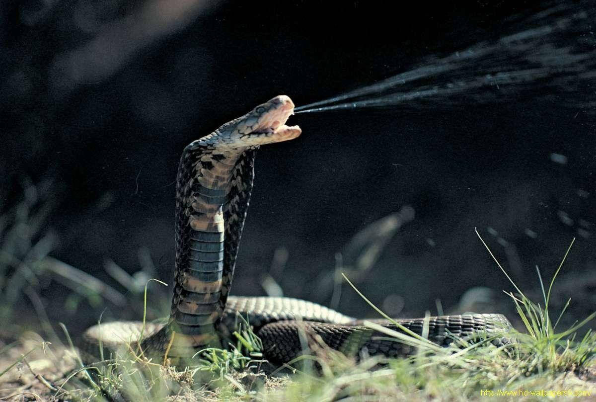 Cobra Spewing Venom From Mouth Background