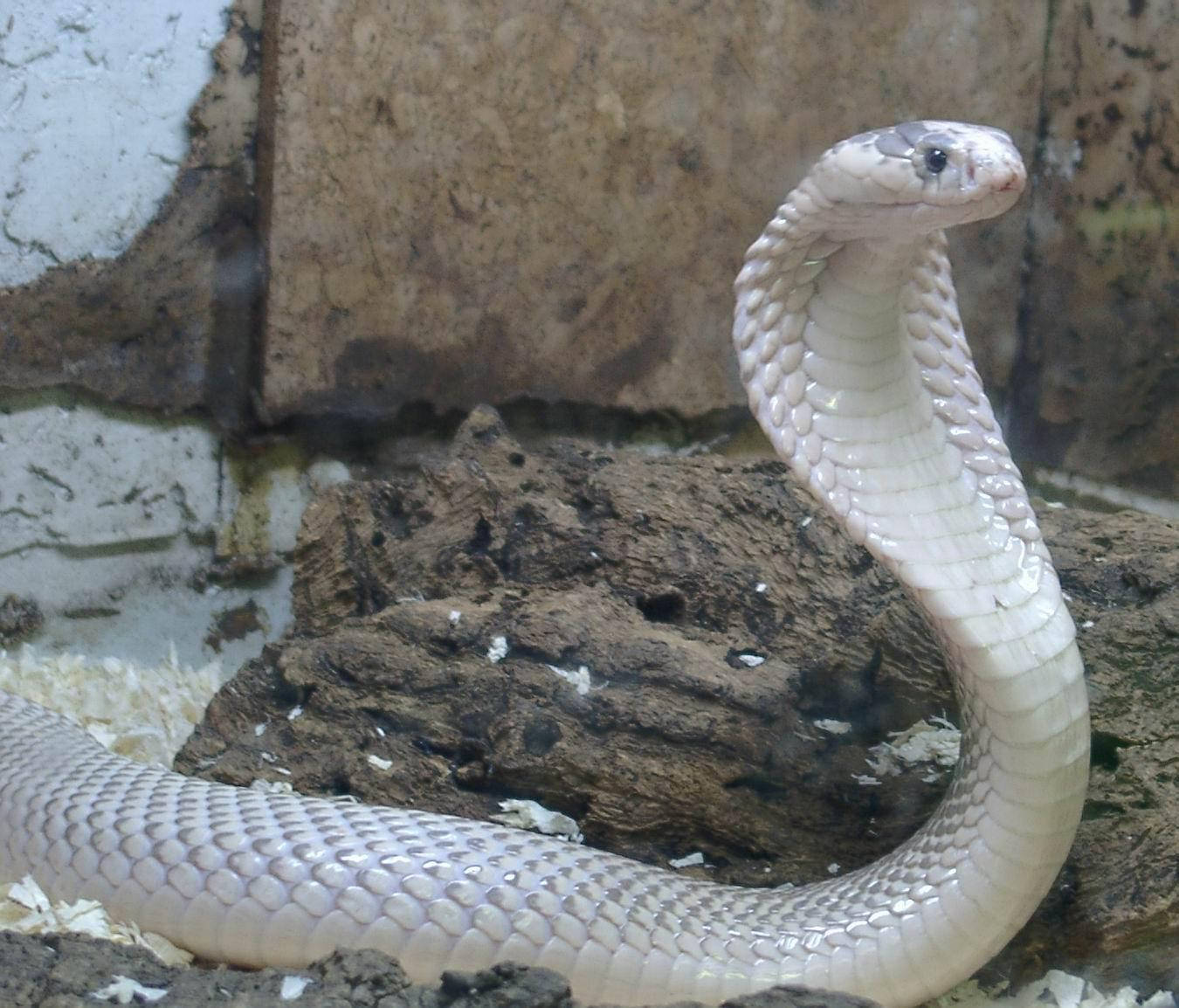 Cobra White Aesthetic Next To Wall Background