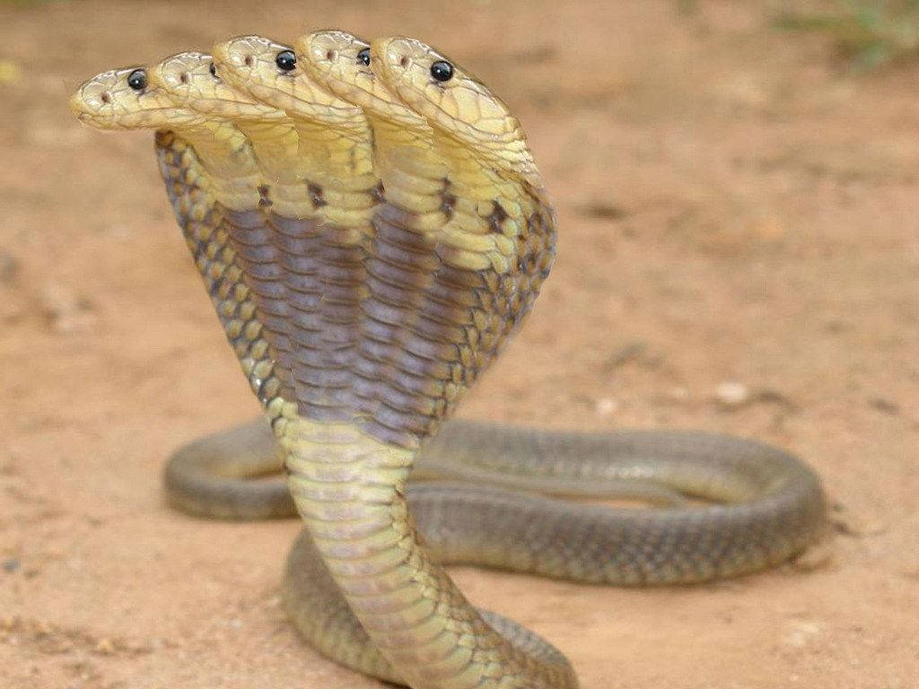 Cobra Yellow And Brown Multiple Heads Background