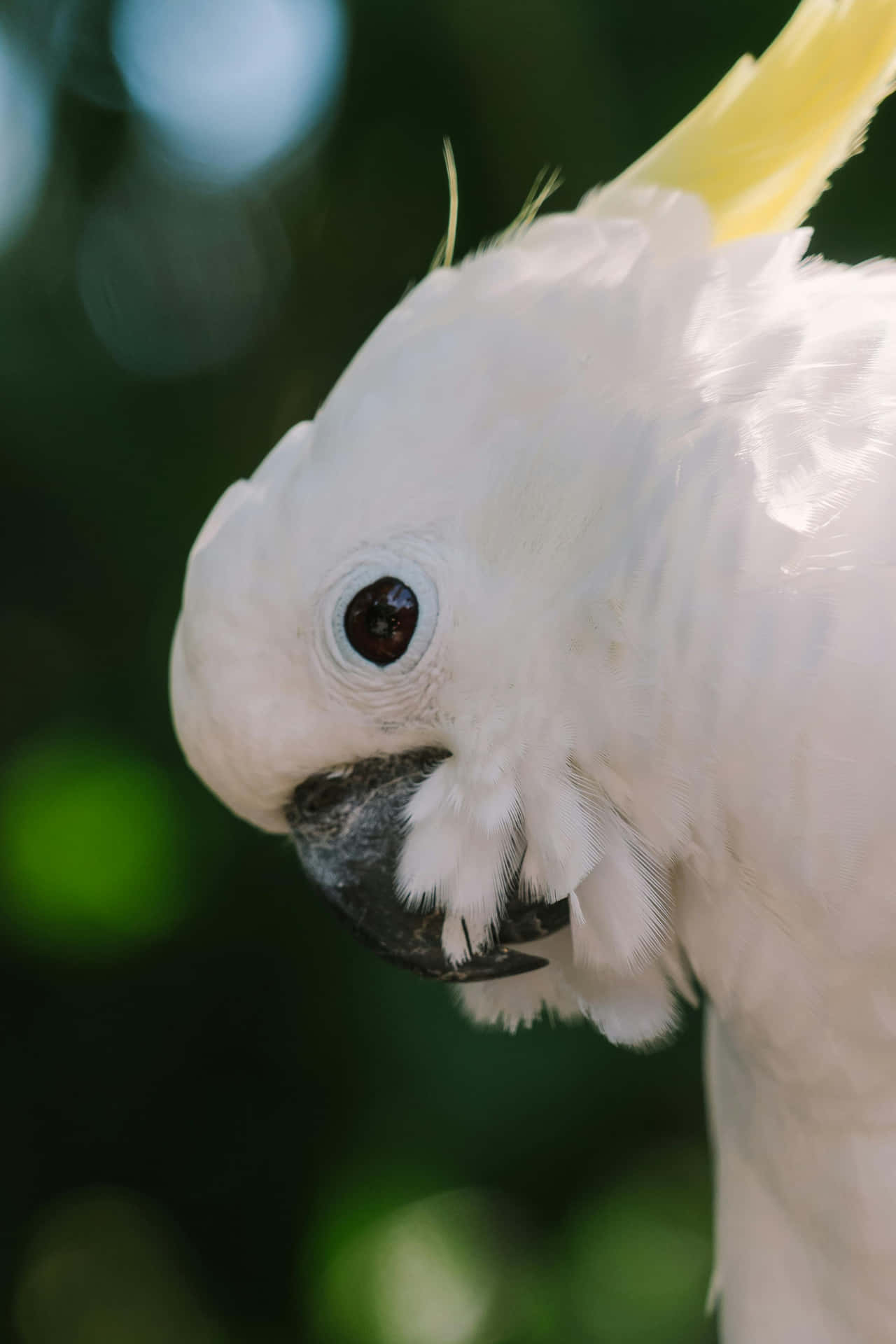 Cockatoo Close Up Portrait