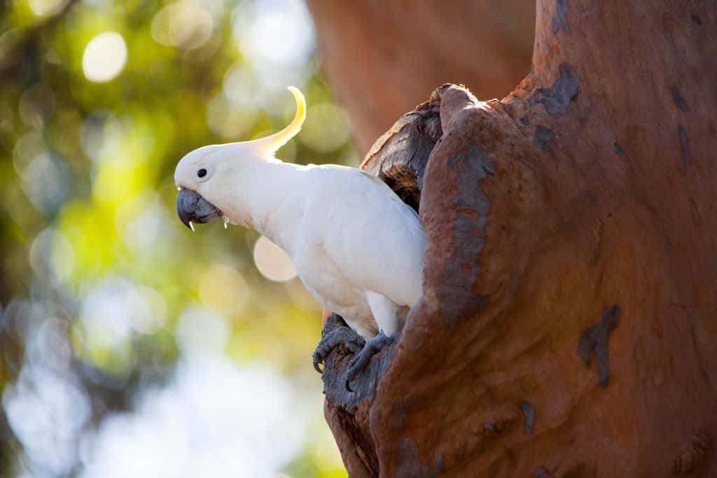 Cockatoo_ Perched_on_ Tree_ Branch.jpg