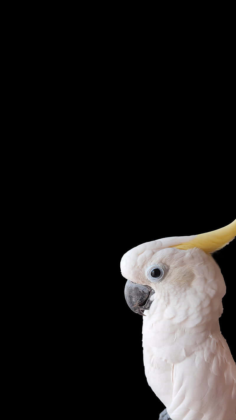 Cockatoo Profile Black Background.jpg Background