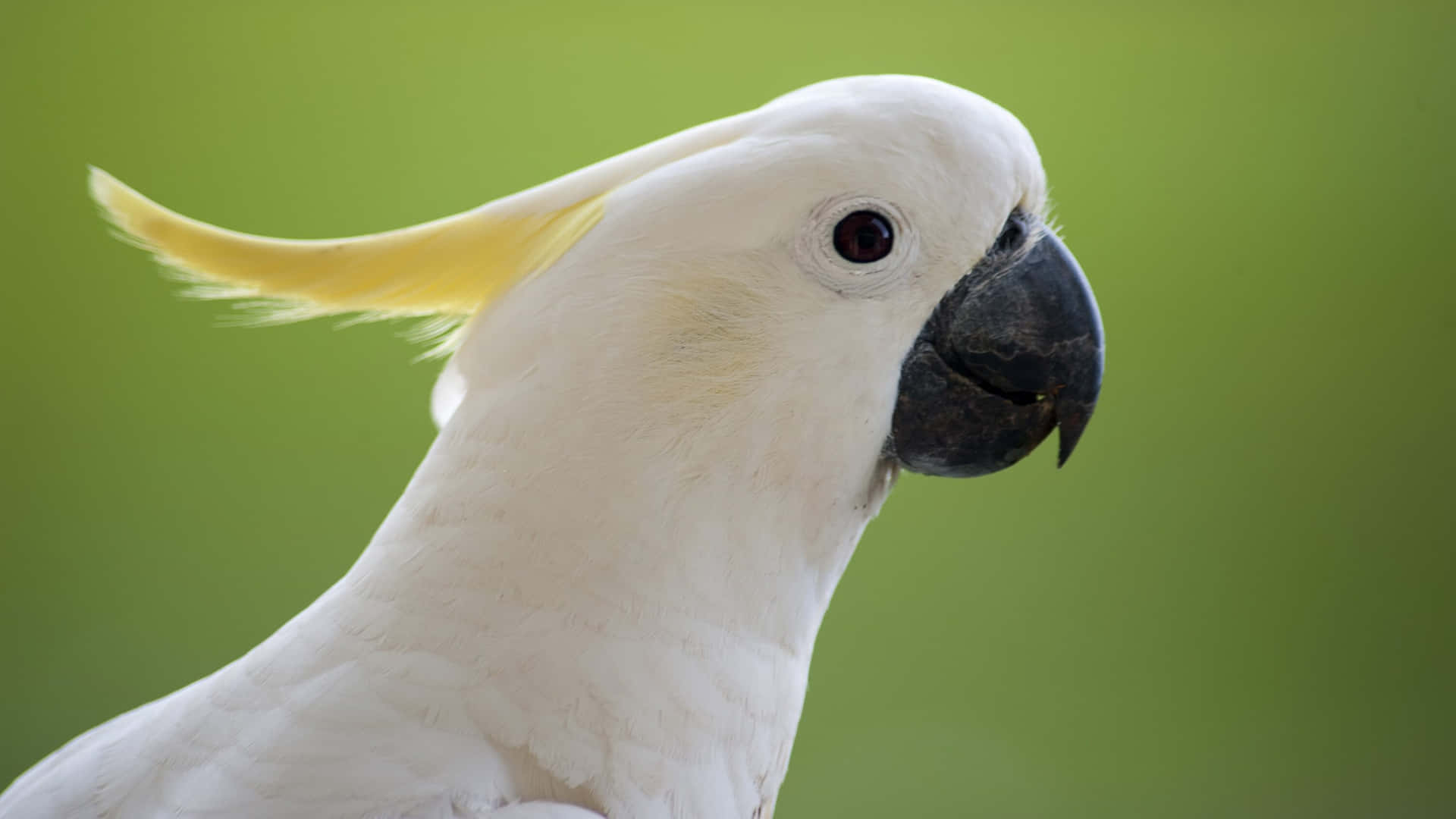 Cockatoo Profile Green Background.jpg Background