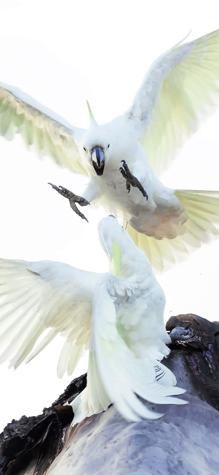 Cockatoos_ In_ Flight_ Confrontation.jpg