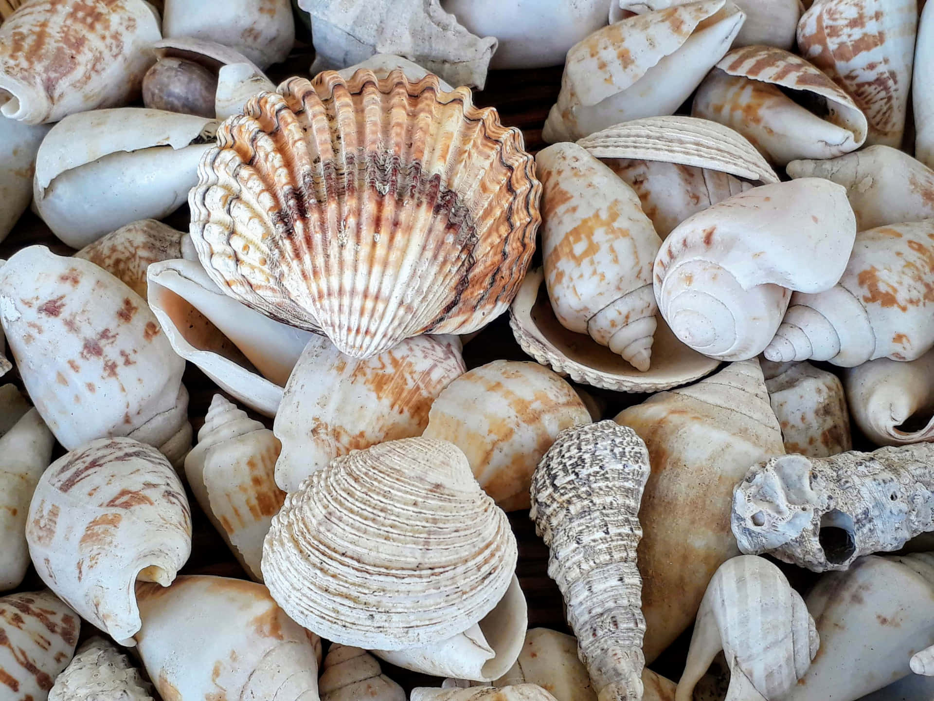 Cockle Seashells And Conches