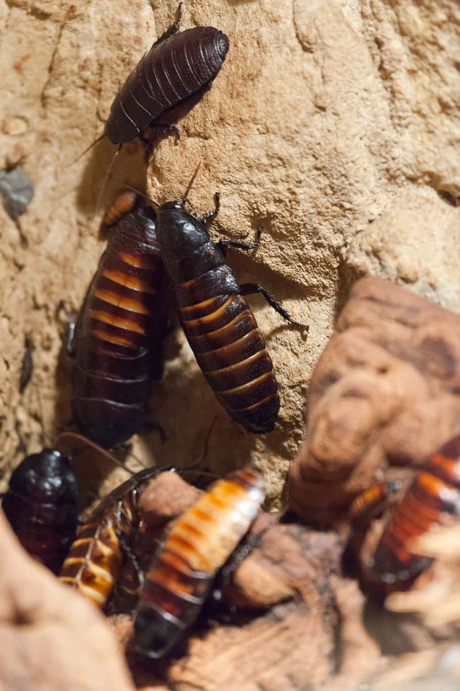 Cockroaches_on_ Wood_ Texture Background