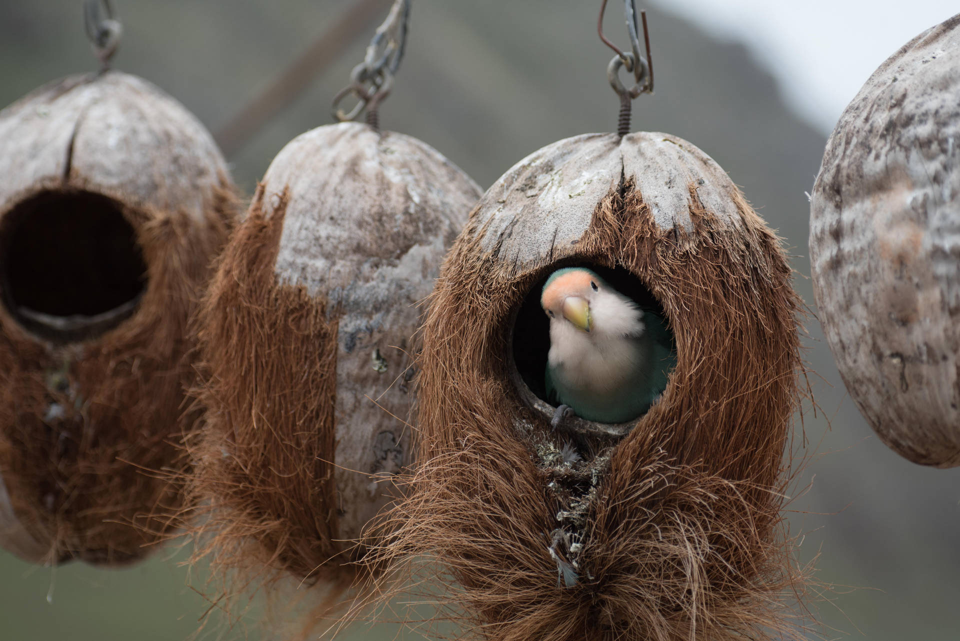 Coconut Bird Nest Background