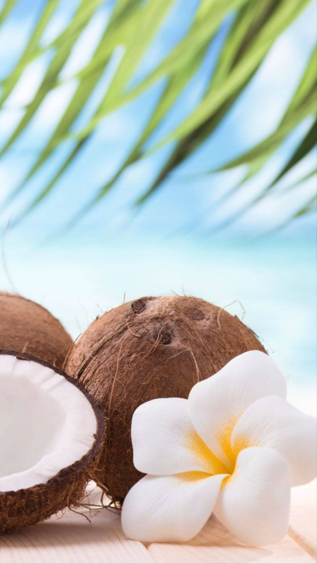 Coconut Fruits With White Plumeria Flower Background