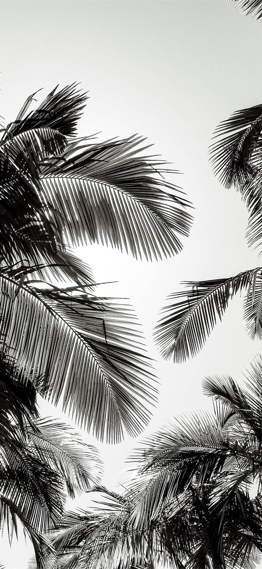 Coconut Leaves Iphone 2021