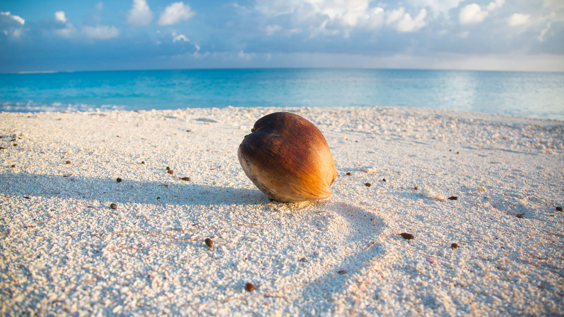 Coconut On Sand In Marshall Islands Background