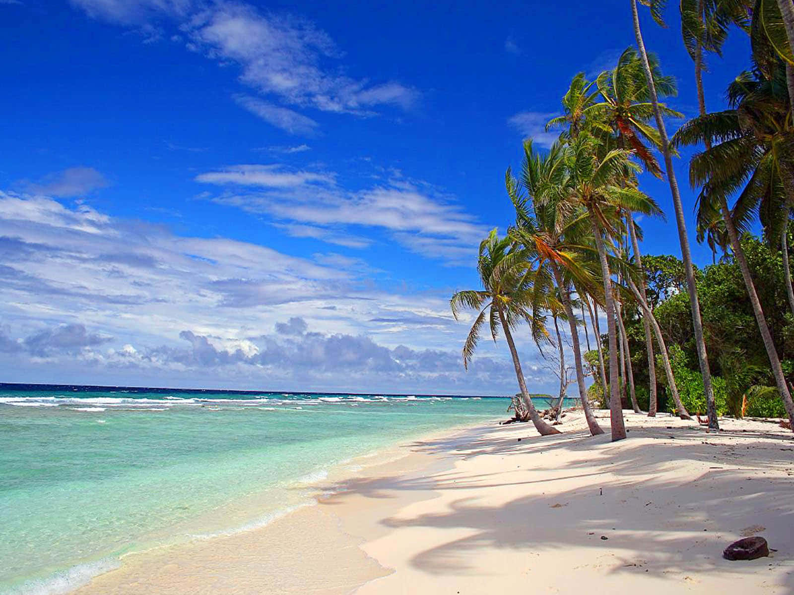 Coconut Palm Trees Kiribati Beach