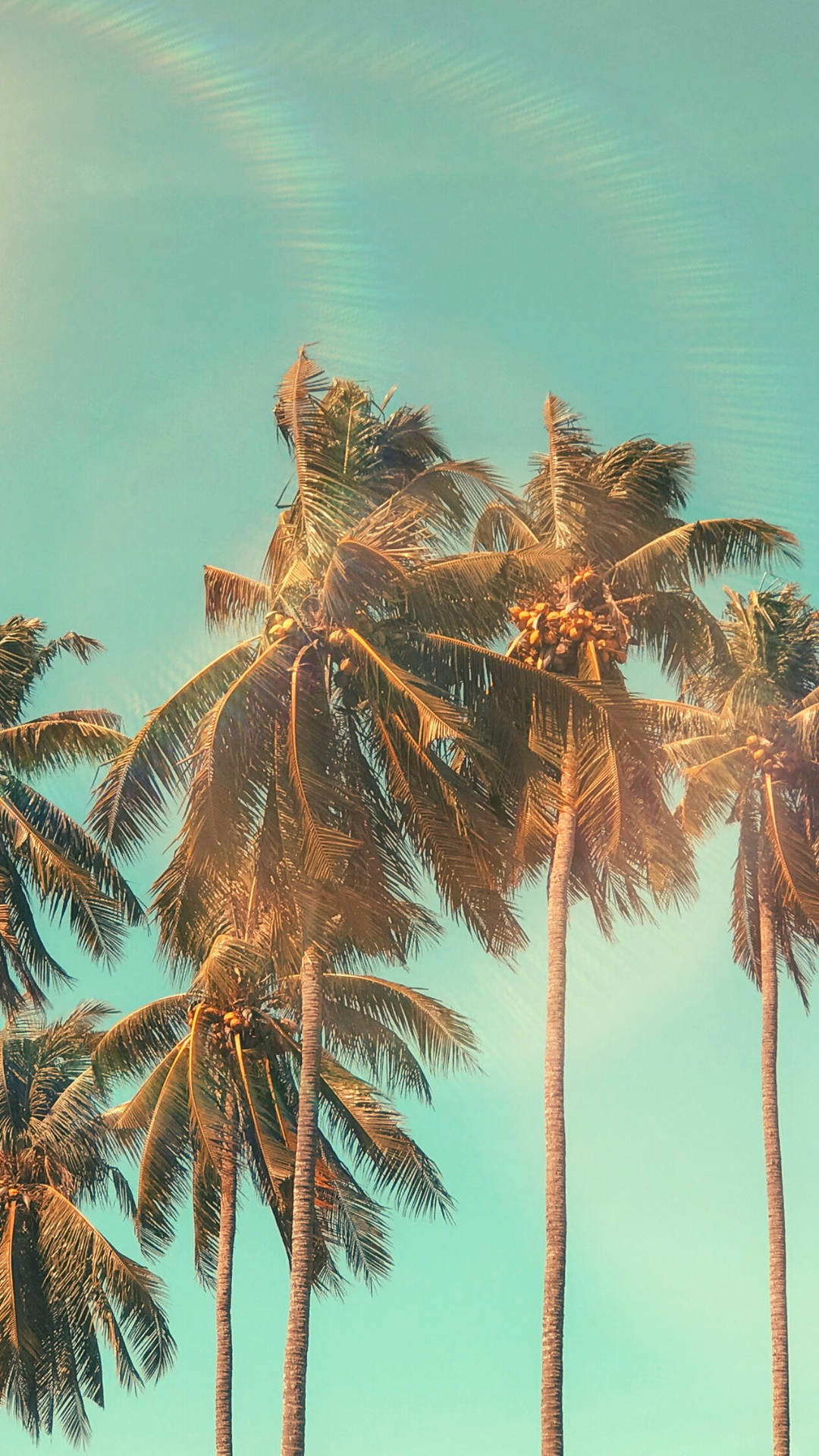 Coconut Palm Trees Summer Iphone Background