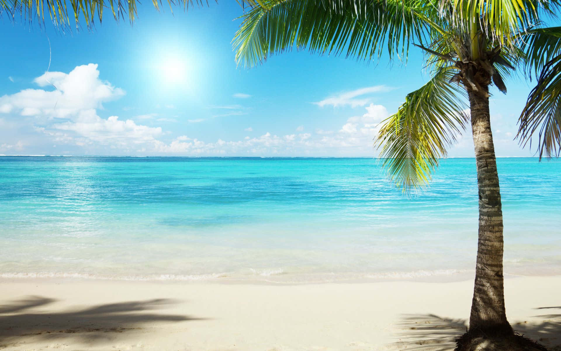 Coconut Palm Trees Tropical Beach Caribbean Sea Background