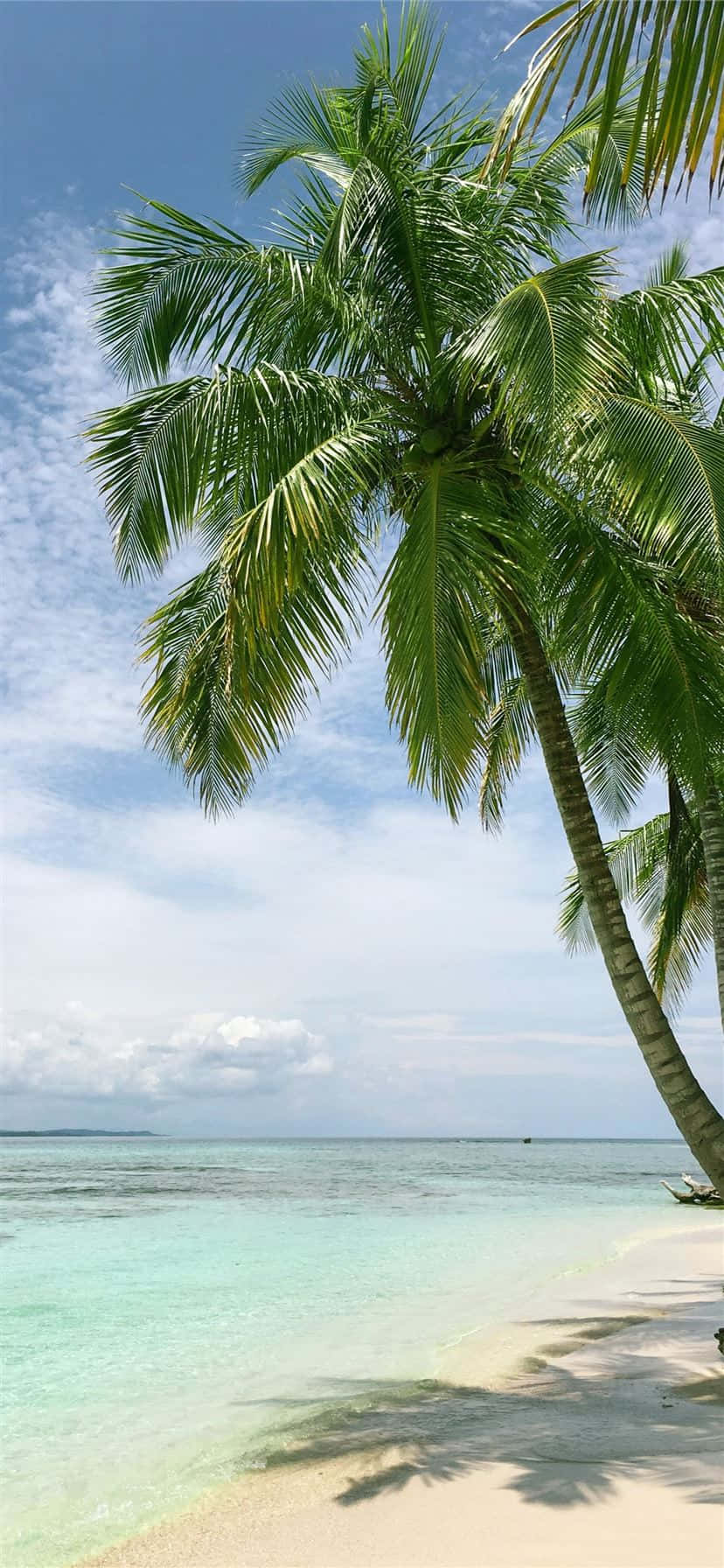 Coconut Palm Trees Tropical Beach Destination Background