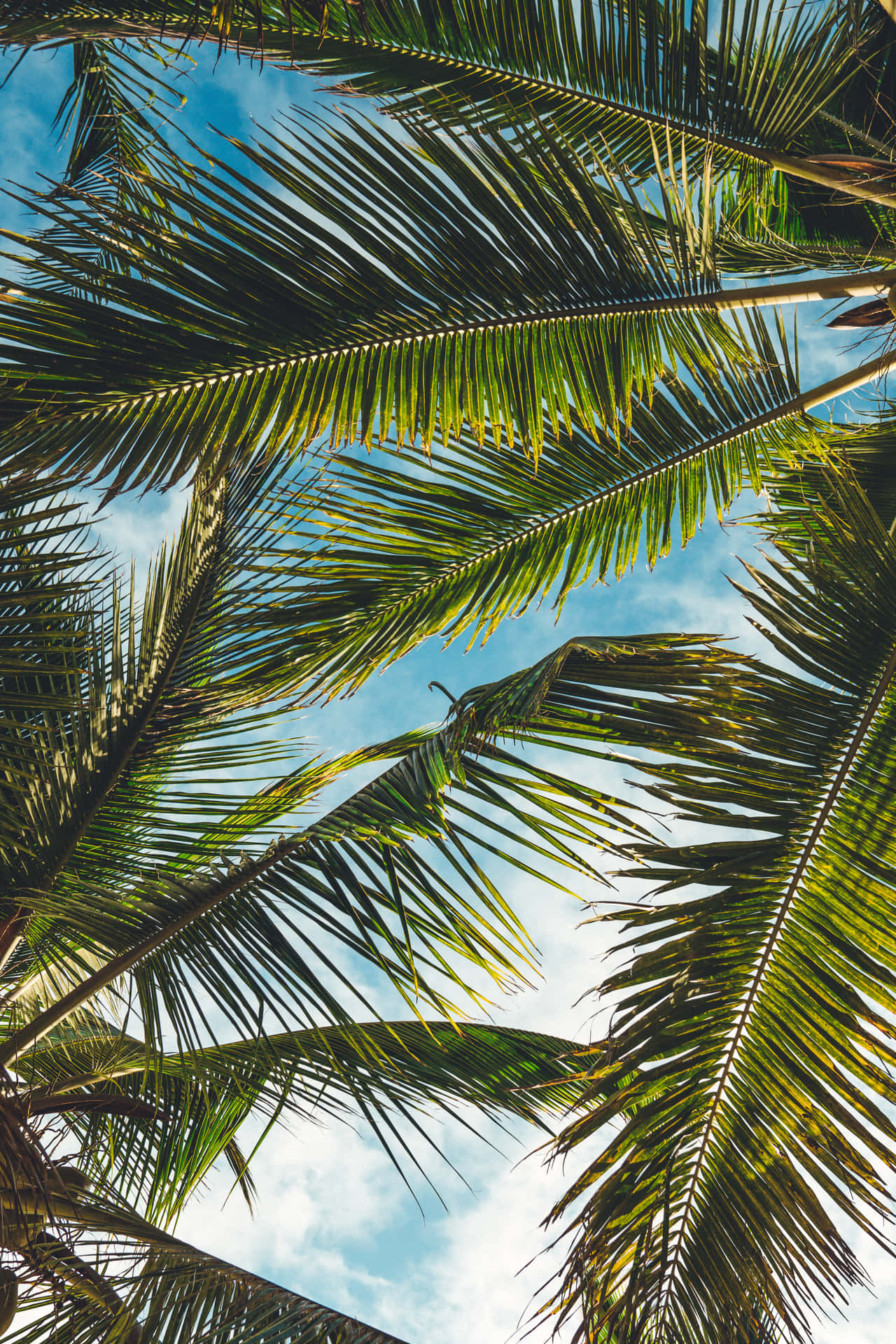 Coconut Tree Branches And Leaves Low Angle Shot Background