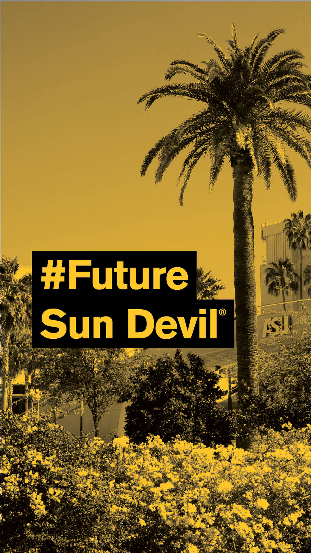 Coconut Tree Future Sun Devil Arizona State University Background