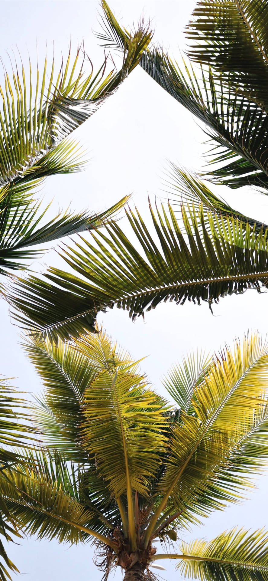 Coconut Tree Leaves Background