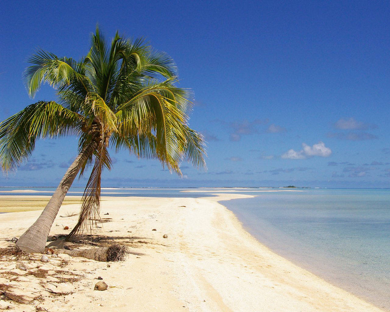 Coconut Tree On Sandy Beach With Debris Background