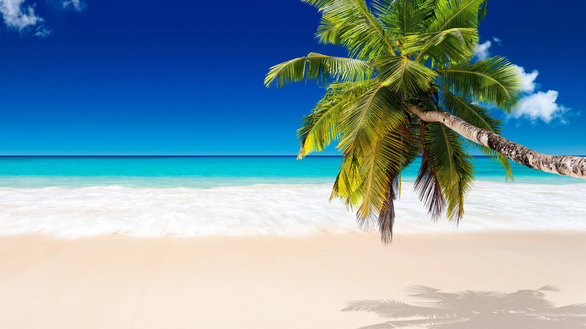 Coconut Tree Over White Sand Background