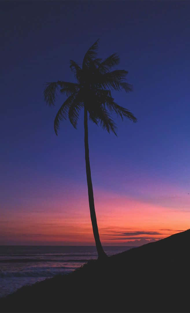 Coconut Tree Under An Evening Sky Background